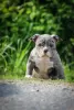 Photo №3. American Bully girl. Belarus