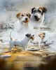 Photo №2 to announcement № 9748 for the sale of jack russell terrier - buy in Russian Federation breeder