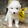 Photo №1. samoyed dog - for sale in the city of Berlin | 846$ | Announcement № 8985