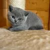 Photo №1. british shorthair - for sale in the city of Bergen op Zoom | 370$ | Announcement № 58267