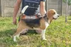 Additional photos: Beagle female for sale