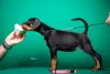 Photo №1. dobermann - for sale in the city of Ниш | Is free | Announcement № 84323