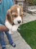 Additional photos: Beagle puppies for sale