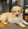 Additional photos: AJ Adorable Mini Goldendoodle pups