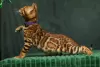 Additional photos: Bengal kittens with pedigree