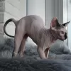 Photo №4. I will sell sphynx cat in the city of Simferopol. from nursery - price - 501$