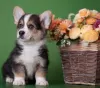 Photo №1. welsh corgi - for sale in the city of Москва | 1620$ | Announcement № 11546