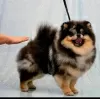 Photo №2 to announcement № 75251 for the sale of pomeranian - buy in Germany private announcement