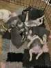 Additional photos: French Bulldog Puppies For Sale