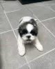 Photo №2 to announcement № 127624 for the sale of shih tzu - buy in Switzerland 