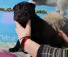 Additional photos: Shar Pei puppies