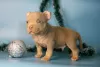 Additional photos: American bully