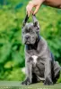 Photo №3. Cane Corso Puppies RECOMMENDATION. Serbia