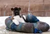 Additional photos: Puppy American Akita