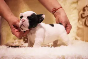 Photo №3. Elite puppies french bulldog. Russian Federation