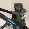 Photo №3.  Pygmy Marmoset Monkey.. Germany