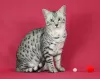 Additional photos: The cattery offers Egyptian Mau kittens for sale.