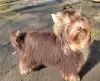 Photo №4. I will sell yorkshire terrier in the city of Gomel. breeder - price - 509$