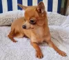 Photo №2 to announcement № 129925 for the sale of chihuahua - buy in Germany private announcement