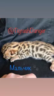 Additional photos: Bengal babies