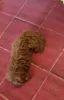 Additional photos: Red toy poodle, female