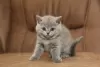 Photo №1. british shorthair - for sale in the city of Berlin | Is free | Announcement № 126327