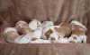 Additional photos: Podenco Ibicenco puppies.