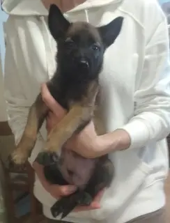 Photo №4. I will sell belgian shepherd in the city of Zaporizhia.  - price - 295$