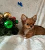 Photo №2 to announcement № 31714 for the sale of chihuahua - buy in Belarus breeder