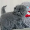 Photo №1. scottish fold - for sale in the city of Куопио | 211$ | Announcement № 122844