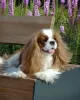 Additional photos: Cavalier King Charles Spaniel puppies for sale