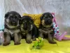 Photo №1. german shepherd - for sale in the city of Golub-Dobrzyń | 951$ | Announcement № 43101