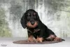 Photo №4. I will sell dachshund in the city of Москва. from nursery, breeder - price - 716$