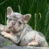 Photo №2 to announcement № 124733 for the sale of french bulldog - buy in United States breeder