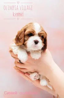 Additional photos: Kennel RKF “Olimpia Village” (Moscow) offers high-pedigree puppies Cavalier King