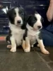 Photo №1. border collie - for sale in the city of Miami | negotiated | Announcement № 12069