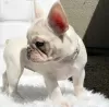 Photo №2 to announcement № 125626 for the sale of french bulldog - buy in United Kingdom 