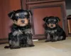 Photo №2 to announcement № 12735 for the sale of yorkshire terrier - buy in Russian Federation breeder