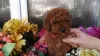 Photo №1. poodle (toy) - for sale in the city of Velden am Wörthersee | negotiated | Announcement № 91590