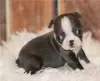 Photo №2 to announcement № 55882 for the sale of boston terrier - buy in Belgium breeder