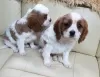 Photo №1. cavalier king charles spaniel - for sale in the city of Essen | negotiated | Announcement № 31941