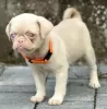 Additional photos: Pink pug puppies