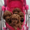 Photo №1. poodle (toy) - for sale in the city of Berlin | negotiated | Announcement № 116193