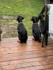 Photo №2 to announcement № 129630 for the sale of dobermann - buy in Germany private announcement