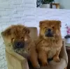 Photo №3. Chow Chow Puppies. Serbia