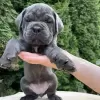 Photo №2 to announcement № 75136 for the sale of cane corso - buy in Seychelles private announcement