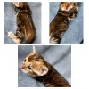 Photo №4. I will sell bengal cat in the city of Grodno. private announcement - price - negotiated