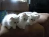 Photo №2 to announcement № 13804 for the sale of persian cat - buy in Sweden private announcement