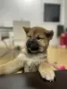 Additional photos: Shiba Inu puppies