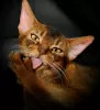 Additional photos: Abyssinian kittens